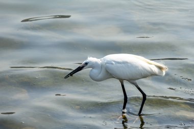 Bataklıkta yiyecek arayan küçük bir balıkçıl. İnce siyah gagalı, uzun siyah bacaklı beyaz bir kuştur.