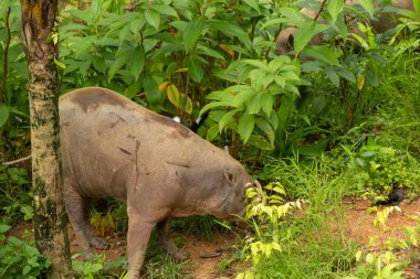 Yağmur ormanlarında yaban domuzu yiyecek arıyor.