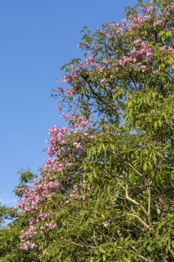 Singapur 'un her yerinde trompet ağaçları açıyor Pembe trompet çiçekleri