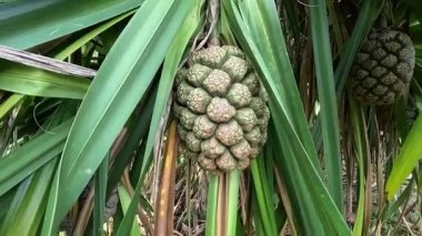 Güneşli bir günde ağaçta bulunan Pandanus tectorius 'un meyvesi; meyveye sahte pineappple da denirdi.