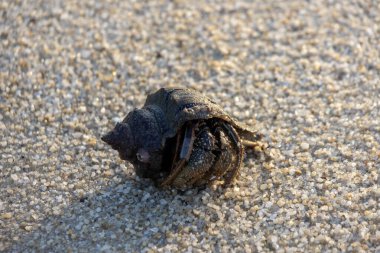 Keşiş yengeci sahile doğru ilerliyor..