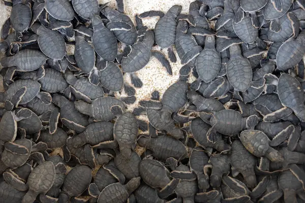 Yeni doğan deniz kaplumbağaları yumurtadan çıktıktan kısa bir süre sonra okyanusa bırakılacak.