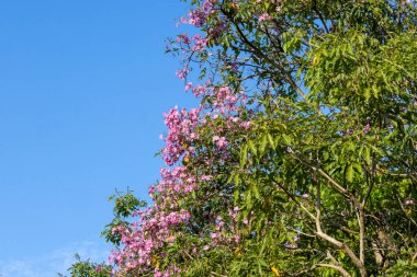 Singapur 'un her yerinde trompet ağaçları açıyor Pembe trompet çiçekleri
