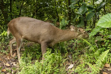 Doğal ortamında vahşi bir geyik. Vahşi hayvan.