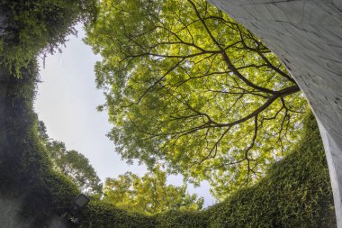 Singapur 'daki Fort Canning Ağaç Tüneli. Bu bir araç tüneli ve Singapur 'un merkez bölgesindeki ikonik fotoğraf noktalarından biri..