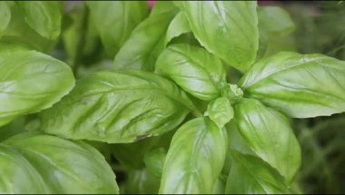 Taze fesleğen. Tatlı, acı tatları ve yemekteki çok yönlülükleriyle bilinir.