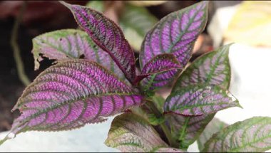 Pers kalkan fabrikası. 1.2 metreye kadar büyüyen çarpıcı bir süs çalısıdır. Değişik mor-yeşil yaprakları var.