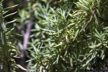 Toskana mavisi biberiye. Yapraklar yemek pişirmek için iyidir ve taze ya da kuru tatlandırıcı olarak kullanılabilir.