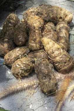 Dioskorea esculenta, ya da daha az tatlı patates olarak da bilinir.