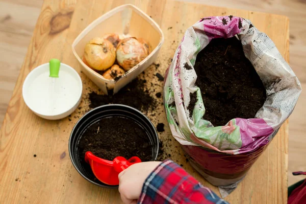 Spring gardening. Planting onions. Activities at home. Knowledge of nature. Onion in pot. Young gardener. Early education. Knowledge of nature.