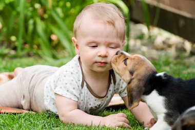 Toddler ve Beagle Gambol arka bahçede. Çimlerde sürünen çocuk ve köpek oyunları. Köpek ve çocuk arkadaşlığı. Gülümseyin çocuklar ve köpekler öpüşün..