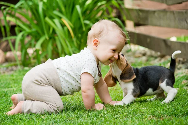 裏庭の幼児とビーグルのゲームボール 芝生の上で子供や子犬のゲームをクロール 犬と子供の友情 大きな笑顔の男の子と犬のキス — ストック写真