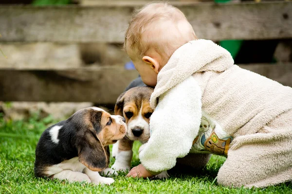 Gioco Azzardo Tra Bimbo Beagle Giardino Strisciando Bambino Cucciolo Giochi Fotografia Stock