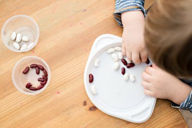 Böbrek fasulyesini beyaz fasulyeden ayıran çocuk. Montessori konsepti. Erken eğitim için anaokulu uygulaması. İyi motor becerileri ve dikkat alıştırması. Çocuk ev konseptiyle oynuyor..