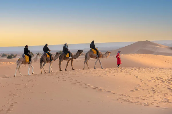 Camel Caravane Traversant Les Dunes Sable Dans Désert Sahara Maroc — Photo