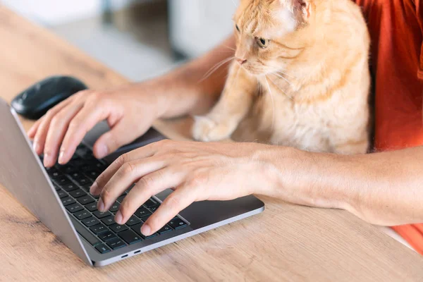 stock image Working at home with pet laying on lap. Man works from home typing on laptop. Remote work.