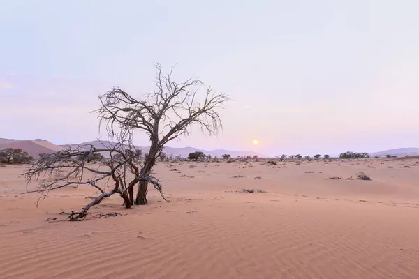 Sandy Dune Dried Dead Trees Namibian Desert Namib Naukluft National — Stock Photo, Image