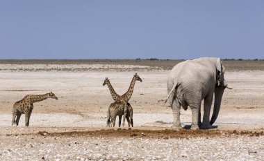 Ulusal Park 'ta kocaman Afrika filleri ve zürafalar var. Afrika safarisi. Sancak biçimi.