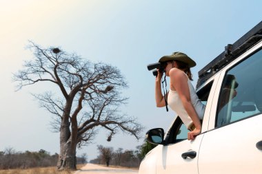 Safaride genç sarışın bir kadın 4x4 arabasında durmuş dürbünle vahşi hayvanları izliyor..