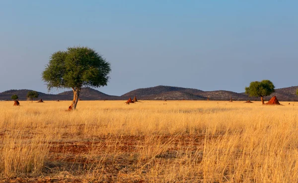 Vackert Savannlandskap Afrika Med Ett Enda Träd — Stockfoto