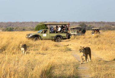 Dişi aslan, turistlerle dolu bir arabanın arka planında yol boyunca yürür. Afrika.