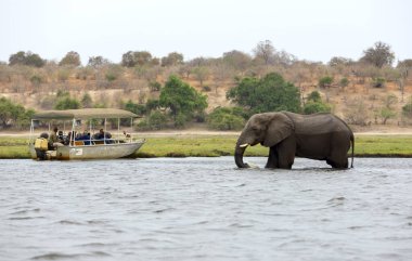 Bottaki turistler Botsvana 'daki Chobe Ulusal Parkı' ndaki Chobe Nehri 'nin nehir kenarındaki filleri izliyorlar..