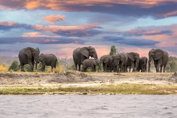 stock image This fantastic sunset painted this herd of elephants who came to dring along the Chobe river in deep orange colours; this is African at its best.