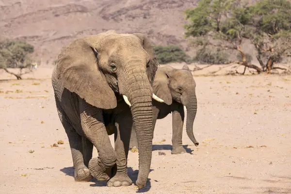 Pouštní Sloni Žijí Oblasti Kunene Zahrnující Převážně Písečnou Poušť Skalnaté Stock Snímky