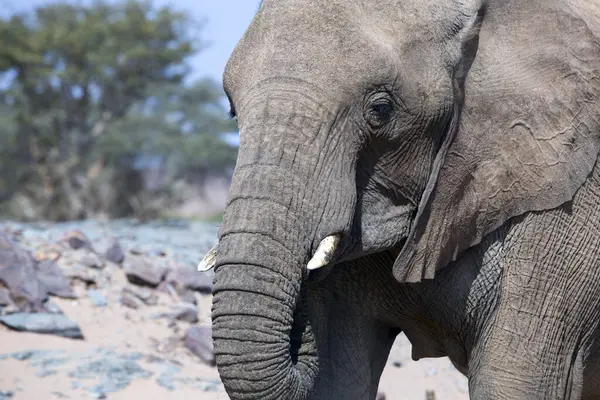 Afrikansk Elefant Nära Håll Botswana Afrika Stockbild