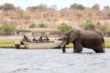 Bottaki turistler Botsvana 'daki Chobe Ulusal Parkı' ndaki Chobe Nehri 'nin nehir kenarındaki filleri izliyorlar..