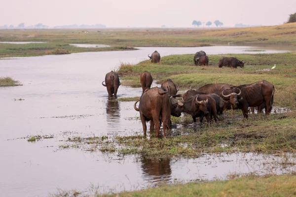 Afrika Burnu Bufalosu sürüsü Chobe Nehri, Botsvana safari vahşi yaşamından su içiyor.