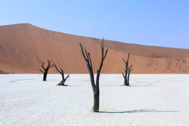 Ölü akasya ağaçları ve Sossusvlei 'nin ünlü tuz tenceresinin yanındaki Deadvlei' nin kırmızı kumulları. Namib Çölü. Namibya. Afrika