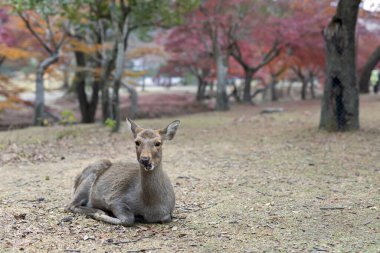 Japonya. Nara 'daki Doğa Parkı. Geyik bir Japon parkında özgürce yaşar. Nara 'ya gelen ziyaretçilerin arka planında bir geyik sürüsü. Sonbaharda Japonya. Japonya rehberi. Dünyanın doğal parkları..
