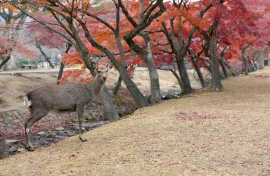 Japonya. Nara 'daki Doğa Parkı. Geyik bir Japon parkında özgürce yaşar. Nara 'ya gelen ziyaretçilerin arka planında bir geyik sürüsü. Sonbaharda Japonya. Japonya rehberi. Dünyanın doğal parkları..