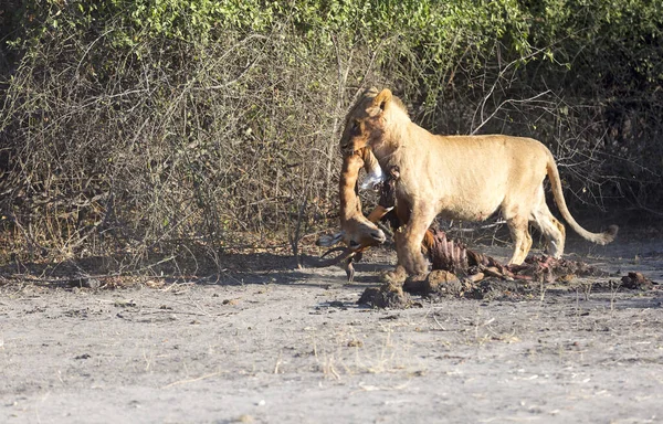 獲物と捕食者 ライオンは獲物を狩った ロイヤリティフリーのストック画像