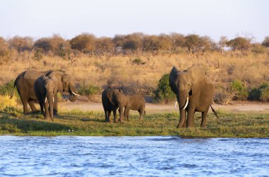 Chobe Ulusal Parkı Botsvana en eski ulusal park vardır. Okavango Deltası'nda sulama. Filler yetişkin ve sığ suda bir nehir geçiş yavrularını sürüsü.