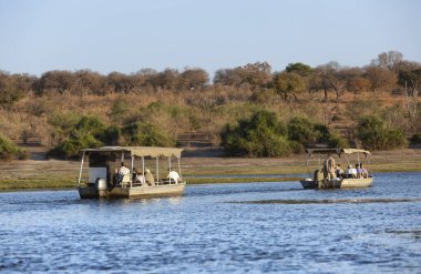 Chobe Nehri 'nde Vahşi Yaşam, Chobe Ulusal Parkı' nı izliyor.