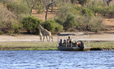 İnsanlar bir bottan zürafayı izliyorlar - Chobe Nehri