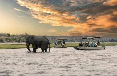 Chobe Ulusal Parkı, Botsvana: Botsvana 'daki Chobe Ulusal Parkı' ndaki Chobe Nehri 'nin nehir kenarındaki filleri bir teknede izleyen turistler görülüyor.