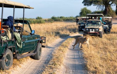 Botsvana 'nın Okavango Deltası' nda dişi aslan avı.
