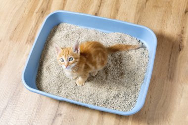 Kedi yavrusu kum havuzunda oturur. Kırmızı kedi yavrusu kumluğuna işiyor..