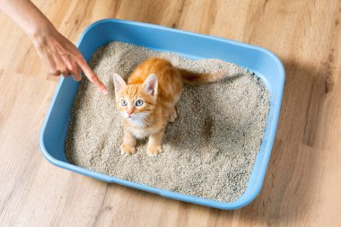 Bir kedi ya da kediyi emici dolduruculu bir tuvalet tepsisine alıştırmak