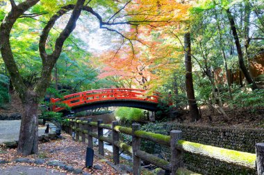 Sonbaharda akçaağaç yaprağı ve Japonya 'da kırmızı köprü ile kırmızı renk.