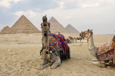 Deve Giza Piramitleri. Mısır, Kahire yakınlarındaki piramitlerin orada bir devenin kafasını kapat. Arka planda Giza Piramitleri ile huzur içinde dinlenen bir deve..