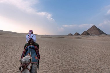 Woman mounted on a dromedary on her back looking at the pyramids of Egypt clipart