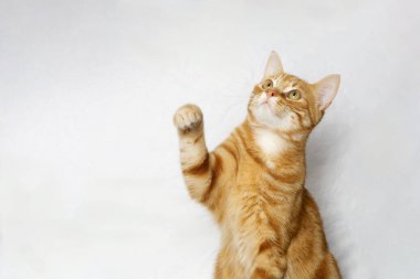 Beyaz arka planda neşeli kızıl kedi yavrusu