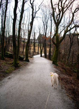 Kış boyunca göle bakan yürüyüş parkurunda hafif Hi-Vis yeleği olan Husky. Rogaland Norveç