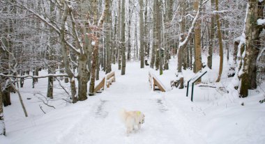 Beyaz Husky Karlı Yolda Koşuyor - Kış Aktiviteleri