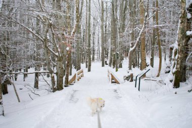 Beyaz Husky Karlı Yolda Koşuyor - Kış Aktiviteleri