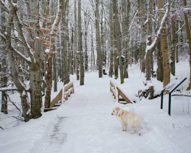 Beyaz Husky Karlı Yolda Koşuyor - Kış Aktiviteleri